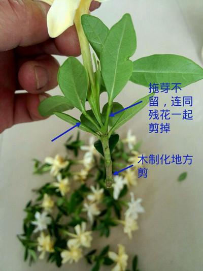 栀子花修剪浇水,小叶栀子花修剪,大叶栀子花修剪