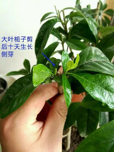 栀子花修剪浇水,小叶栀子花修剪,大叶栀子花修剪