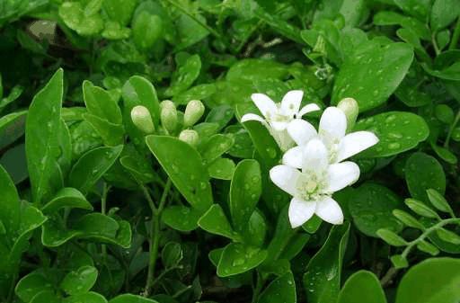 七里香开花,七里香开花时间