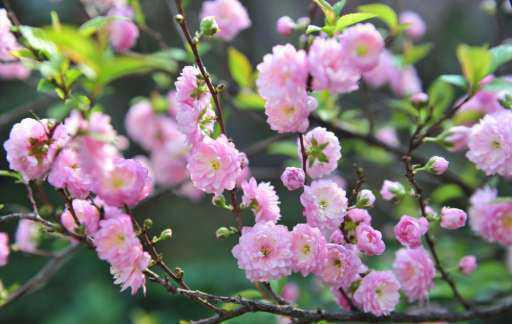 郁李的花语，忠实、困难、纯情、安慰、最浪漫的爱情